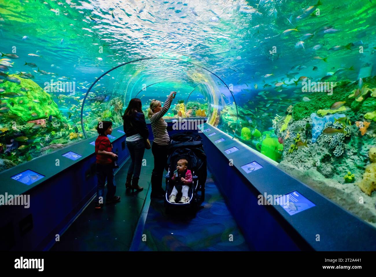 Personnes ou touristes sous un tunnel de verre sous-marin d'observation. Il y a des poissons et divers animaux aquatiques nageant au-dessus. Banque D'Images