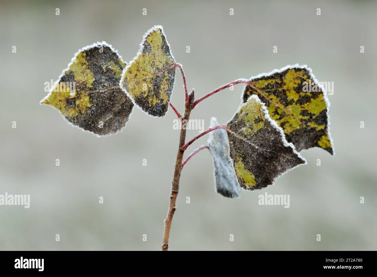 Brindille d'arbre avec des feuilles et du cerceau. gros plan. Poplar populus. Matin d'automne. Arrière-plan flou. Trencin, Slovaquie Banque D'Images