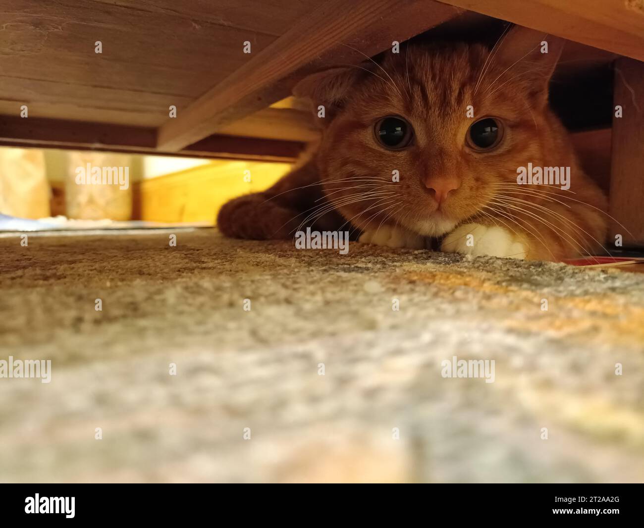 Adorable chaton au gingembre se cachant sous une armoire avec espace de copie. Concept de chaton adorable, mignon, timide et caché. Petit chat effrayé de sortir de sous le lit Banque D'Images