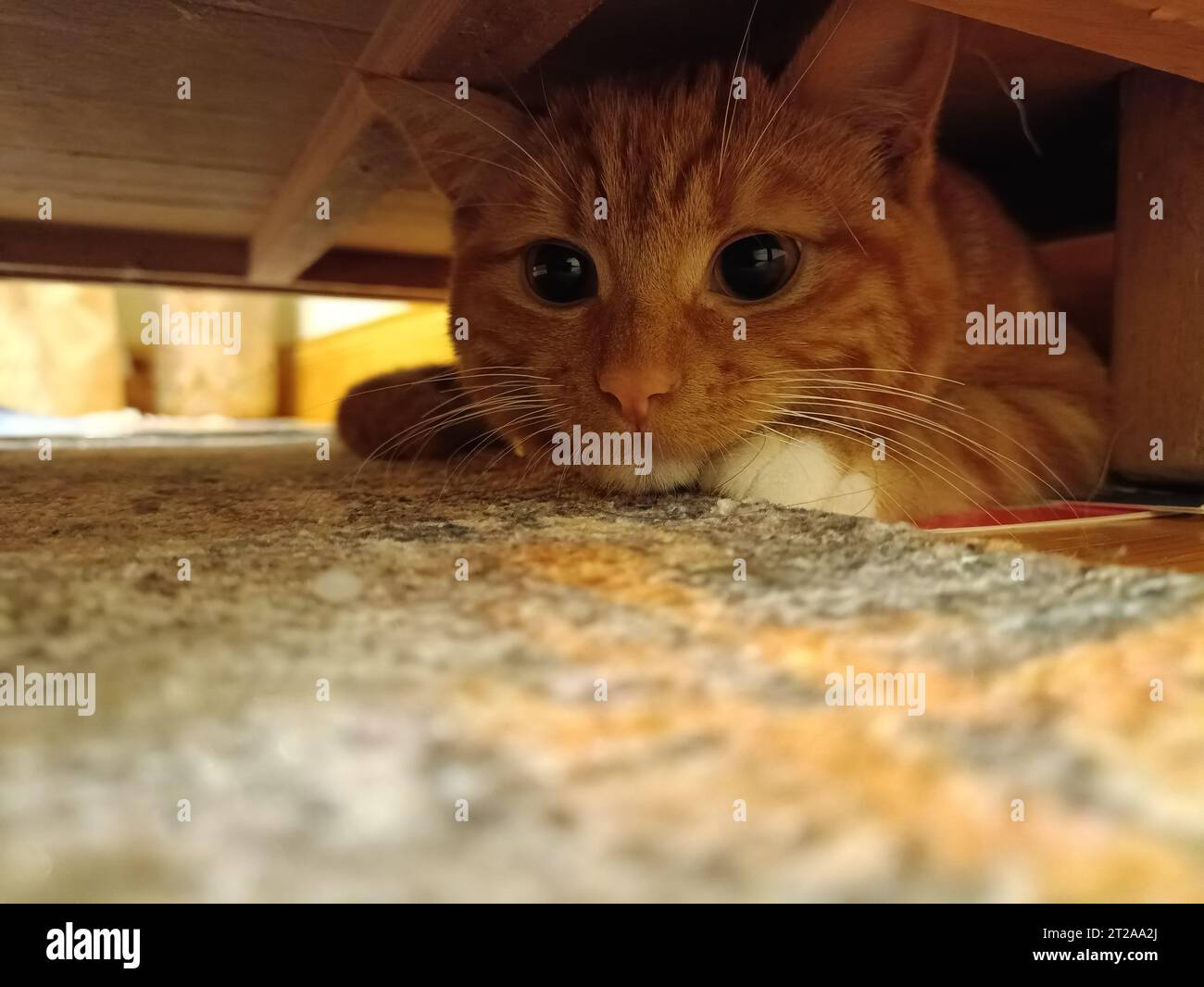 Adorable chaton au gingembre se cachant sous une armoire avec espace de copie. Concept de chaton adorable, mignon, timide et caché. Chat effrayé se cachant loin des gens Banque D'Images