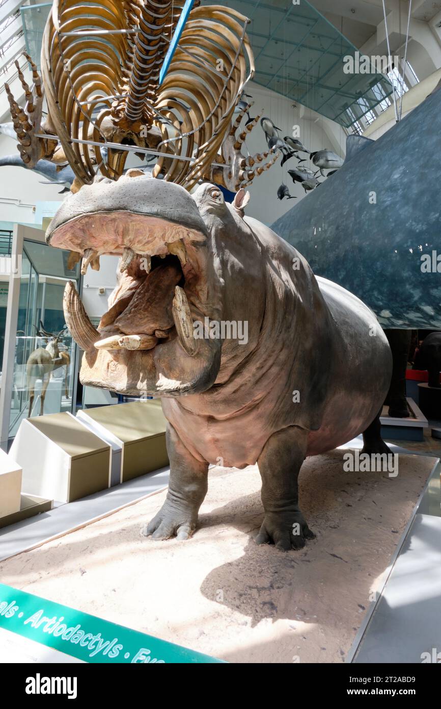 Exposition d'un grand hippopotame au Natural History Museum de Londres. 10 octobre 2023 à Londres, Royaume-Uni Banque D'Images