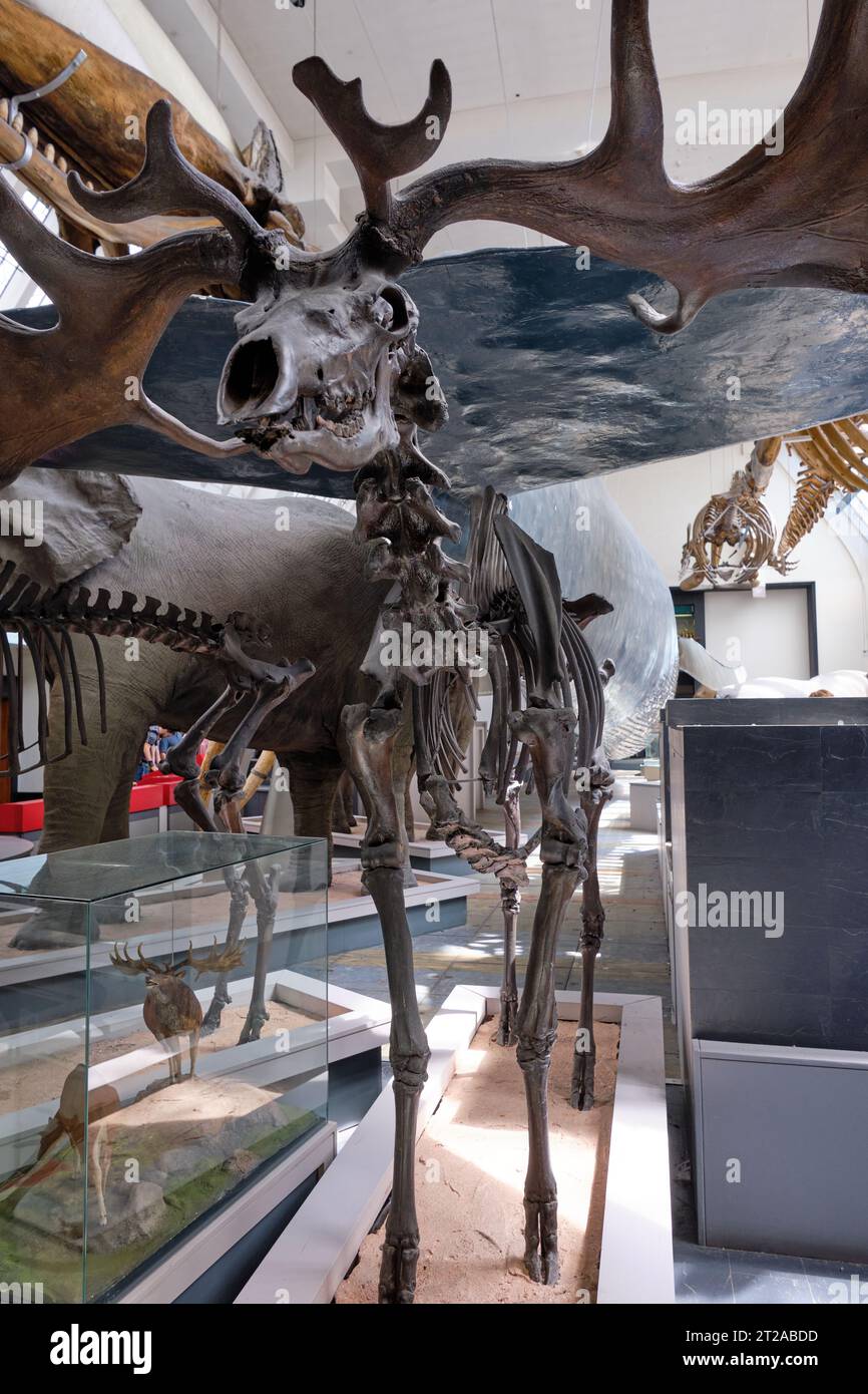 Squelette de l'orignal géant irlandais, Megaloceros giganteus au Natural History Museum, Londres. 10 octobre 2023 à Londres, Royaume-Uni Banque D'Images