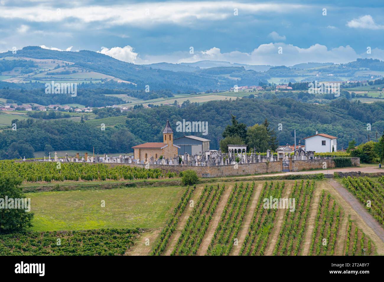 Vignoble de Rhône. Vue sur un champ de vignes au sommet de la colline et le cimetière Saint-Roch derrière Banque D'Images