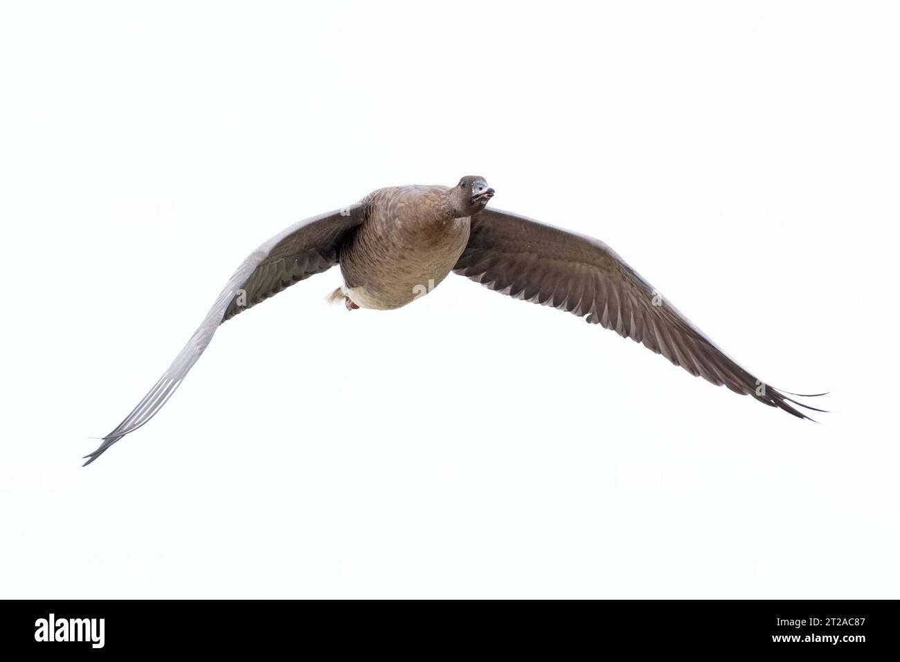 OIE à pieds roses (Anser barchyrhynchus) Norfolk octobre 2023 Banque D'Images