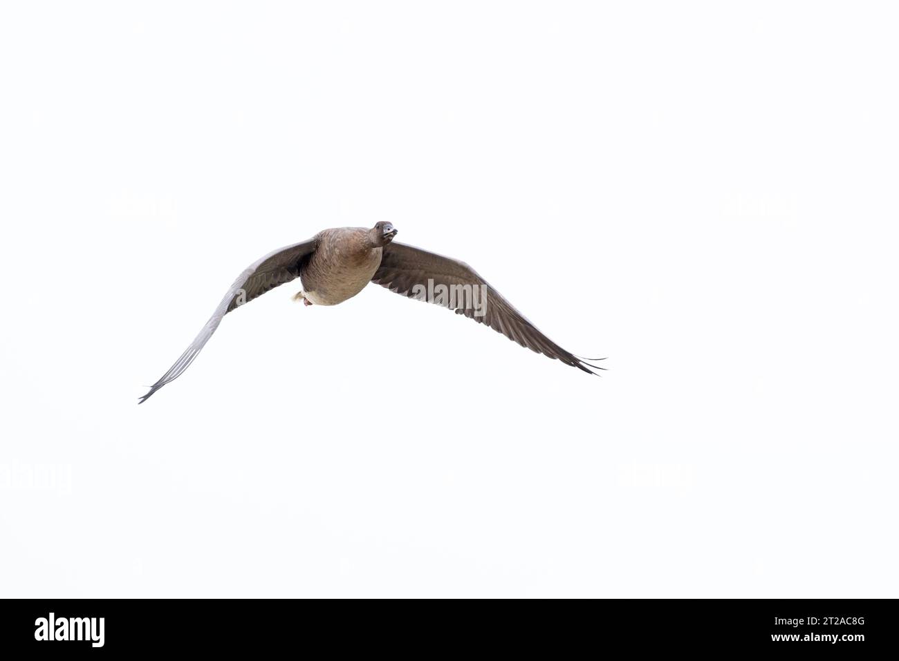 OIE à pieds roses (Anser barchyrhynchus) Norfolk octobre 2023 Banque D'Images