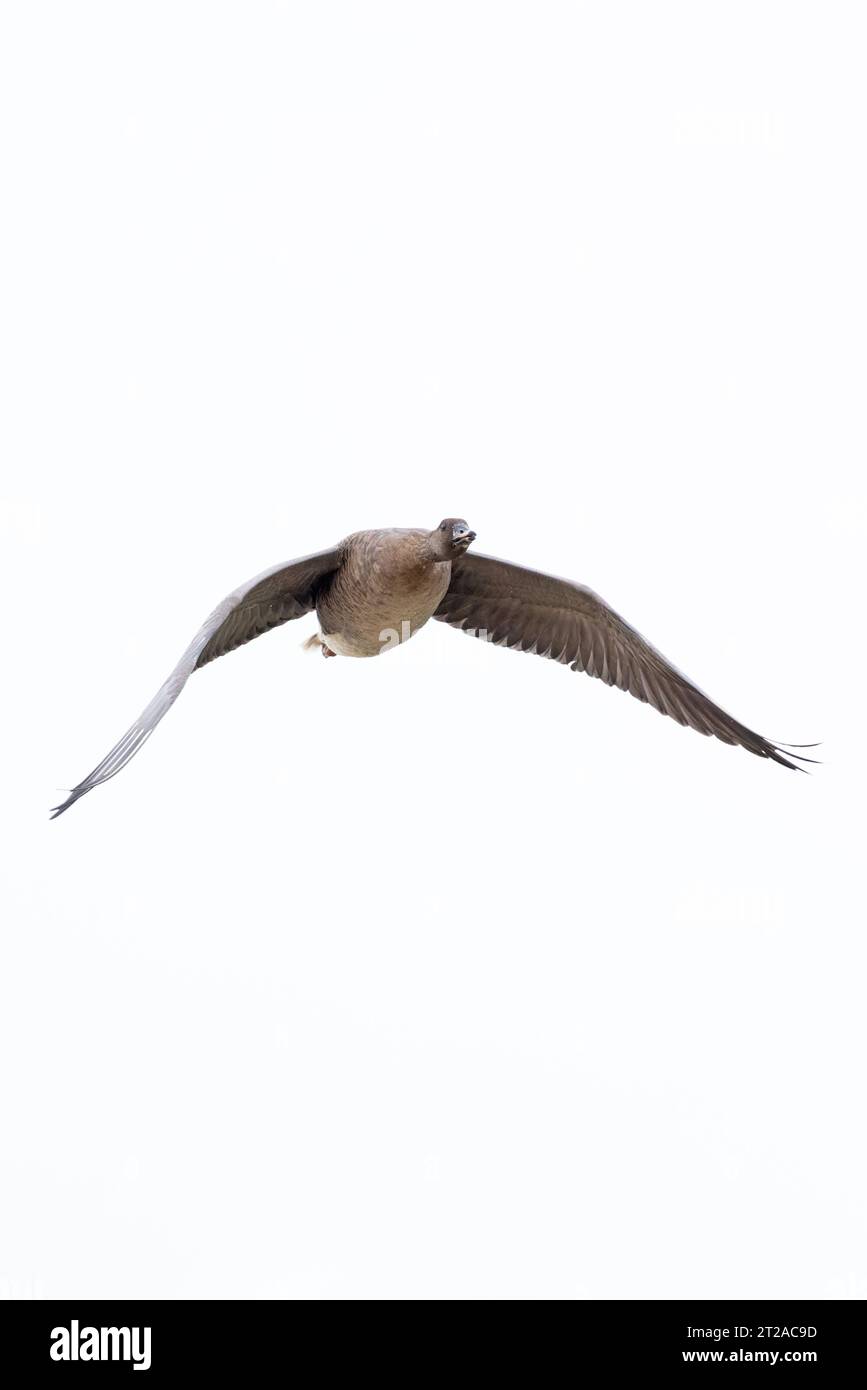 OIE à pieds roses (Anser barchyrhynchus) Norfolk octobre 2023 Banque D'Images