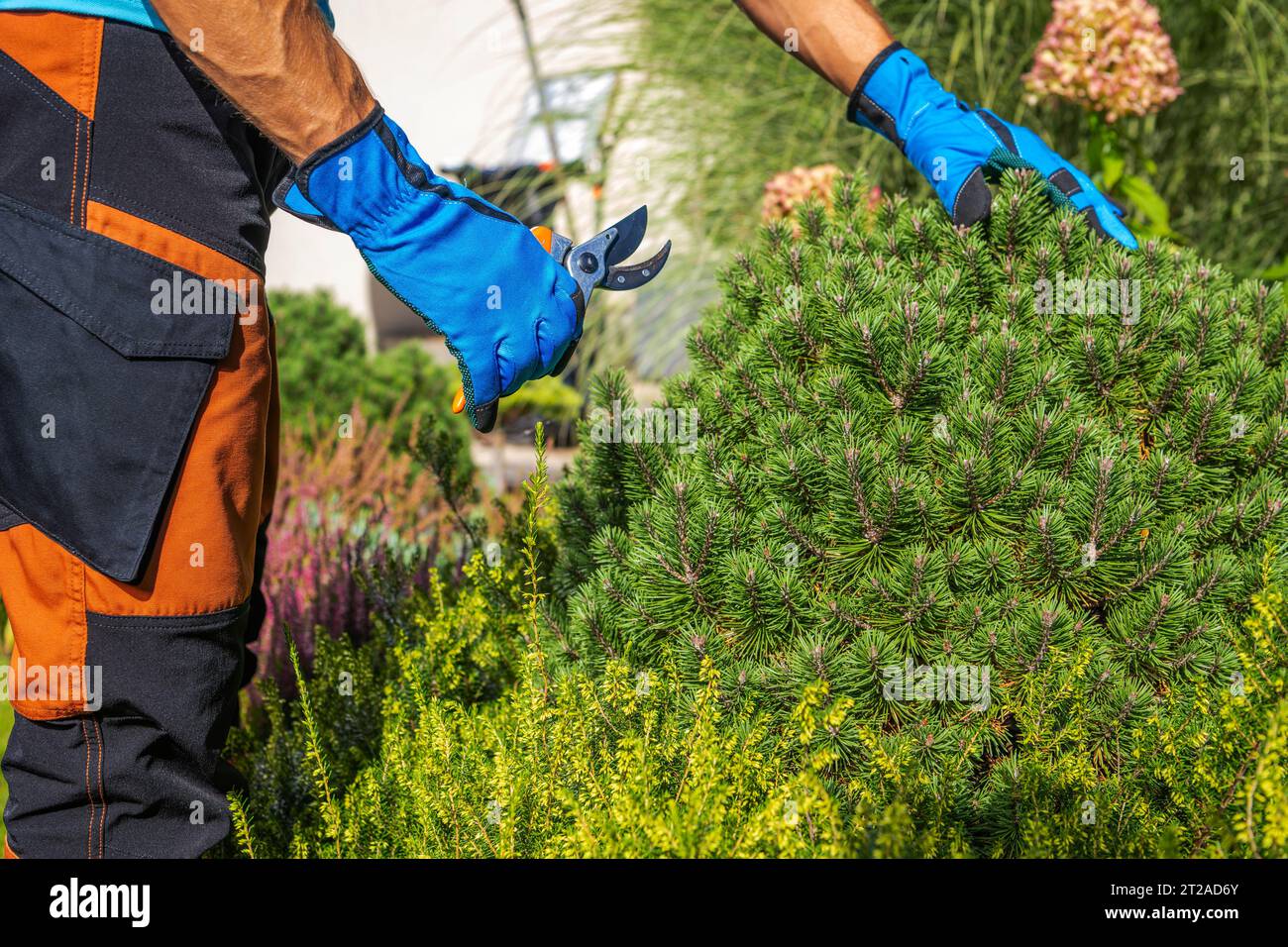 Travailleur caucasien effectuant l'entretien du jardin d'arrière-cour enlevant les feuilles mortes et les branches Banque D'Images