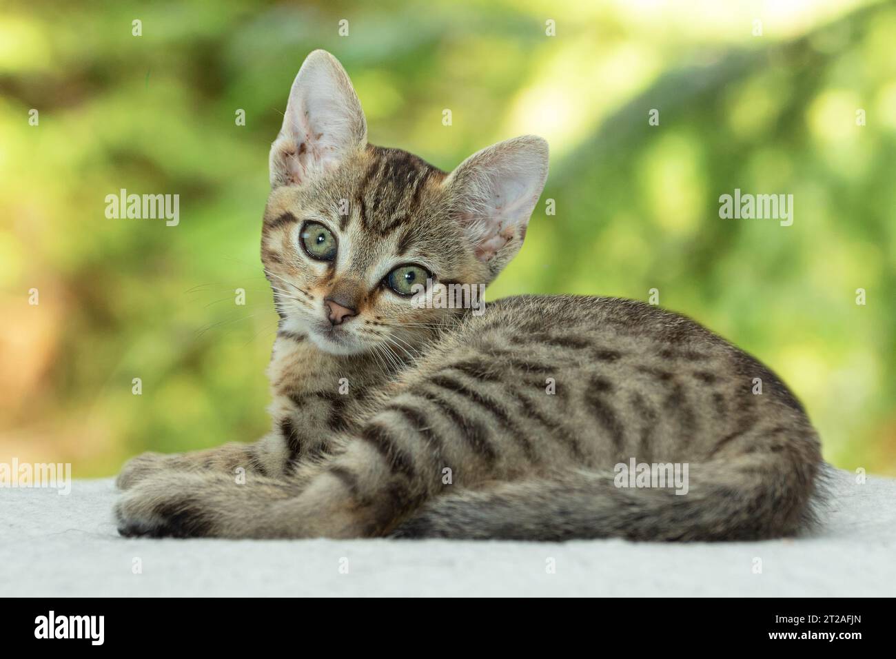 mignon petit chaton regardant la caméra tout en étant allongé sur une couverture blanche Banque D'Images