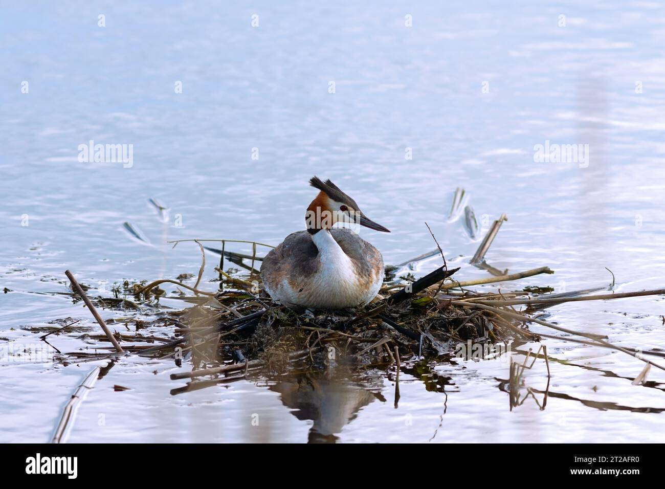 Grand grèbe à crête sur le nid (Podiceps cristatus) ; cette espèce d'oiseau aquatique fait un nid flottant sur les étangs et les lacs Banque D'Images