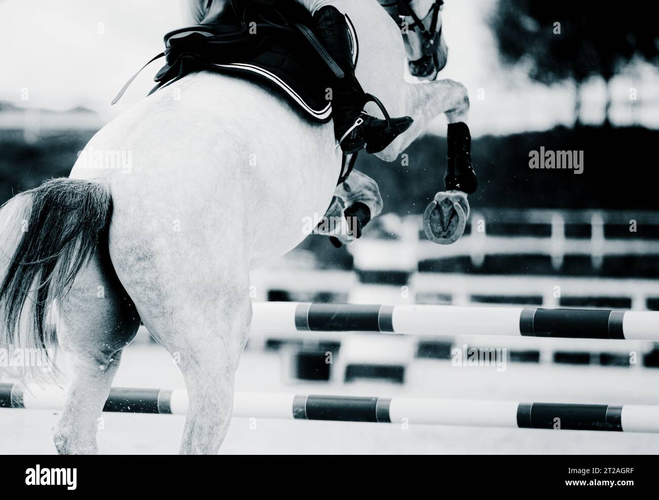 La photo monochrome capture un cheval gris sautant sur une grande barrière lors d'une compétition de saut d'obstacles. Le monde des sports équestres et de l'équitation Banque D'Images