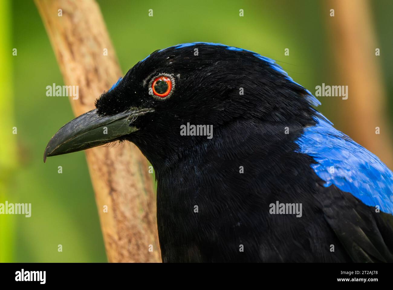 Oiseau bleu de la fée asiatique - Irena puella, magnifique oiseau bleu perching des forêts et des terres boisées de l'Asie du Sud-est, Mutiara Taman Negara, Malaisie. Banque D'Images