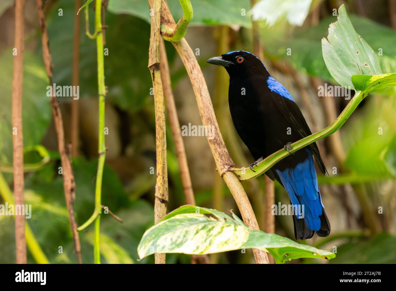 Oiseau bleu de la fée asiatique - Irena puella, magnifique oiseau bleu perching des forêts et des terres boisées de l'Asie du Sud-est, Mutiara Taman Negara, Malaisie. Banque D'Images