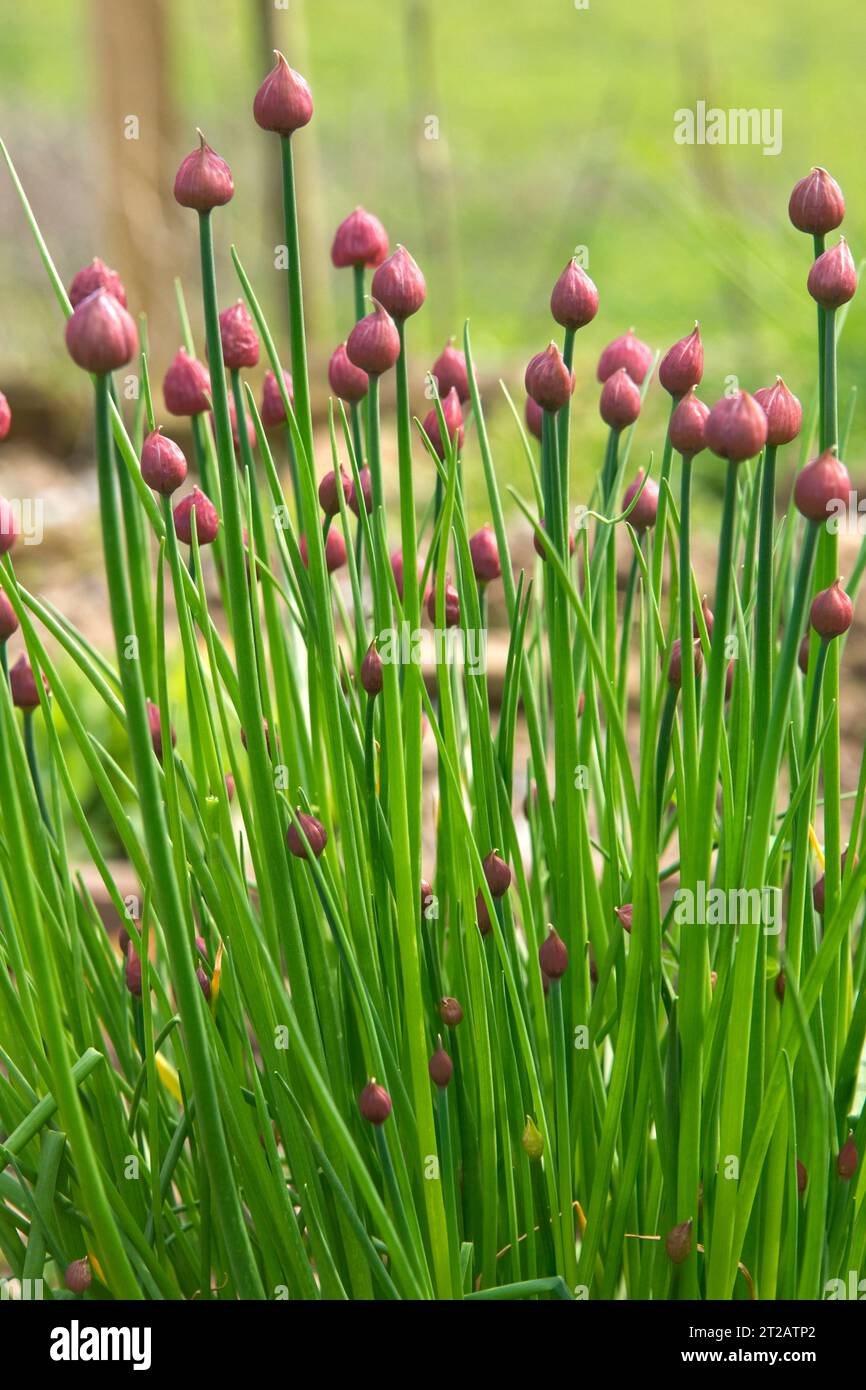 Ciboulette (Allium schoenoprasum) bourgeons floraux, une herbe aux feuilles comestibles, scapes, utilisée en cuisine et en salades, Berkshire, avril Banque D'Images