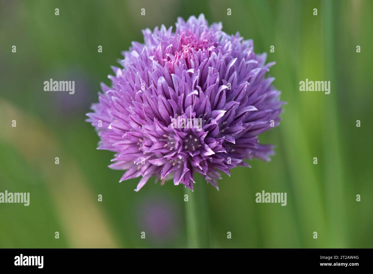Ciboulette (Allium schoenoprasum) fleurs, une herbe aux feuilles comestibles utilisée en cuisine et en salades, Berkshire, mai Banque D'Images