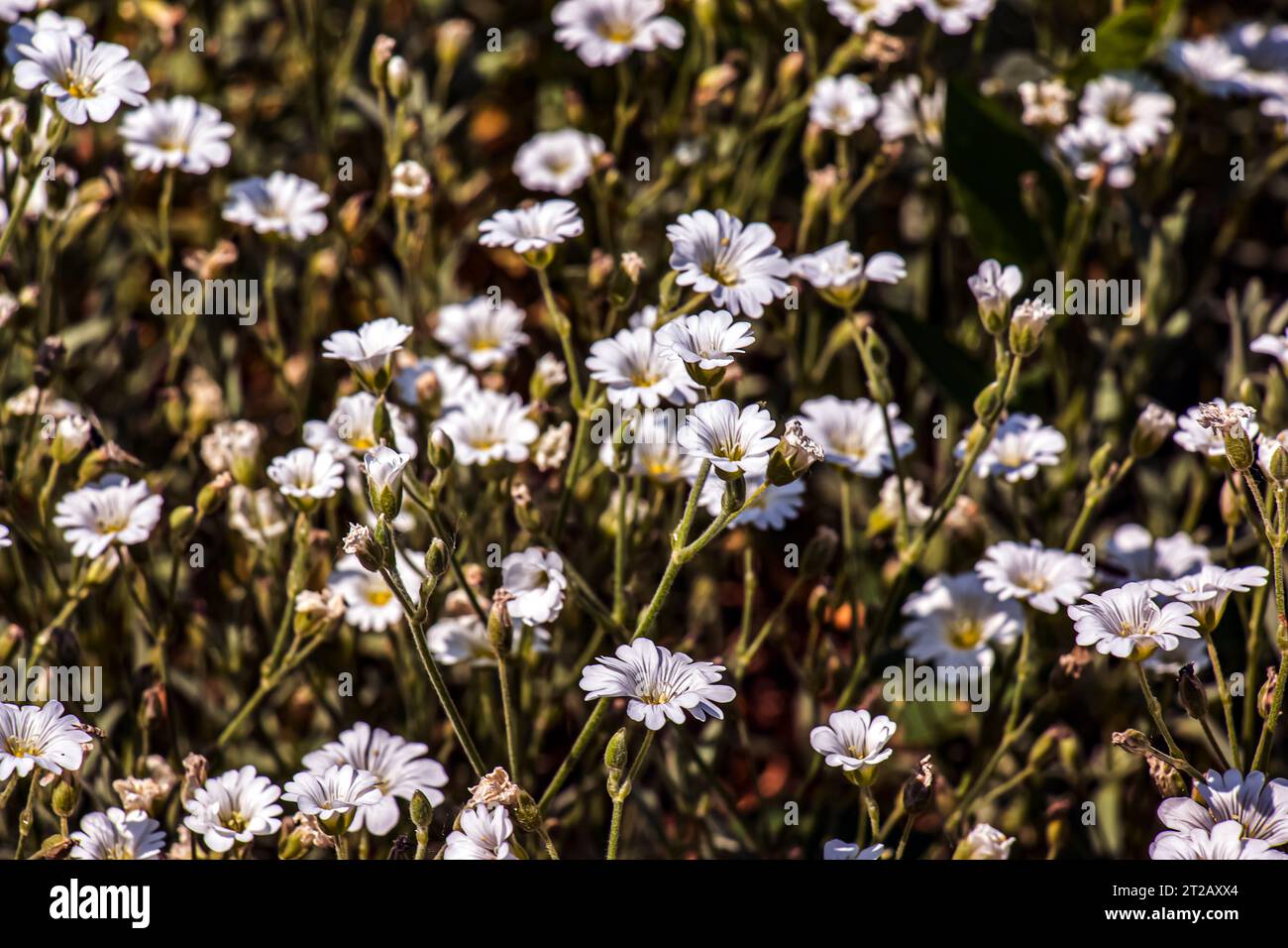 Fleur d'oreille de souris de champ Cerastium arvense L fleurs blanches dans la forêt au printemps. Gros plan. Banque D'Images