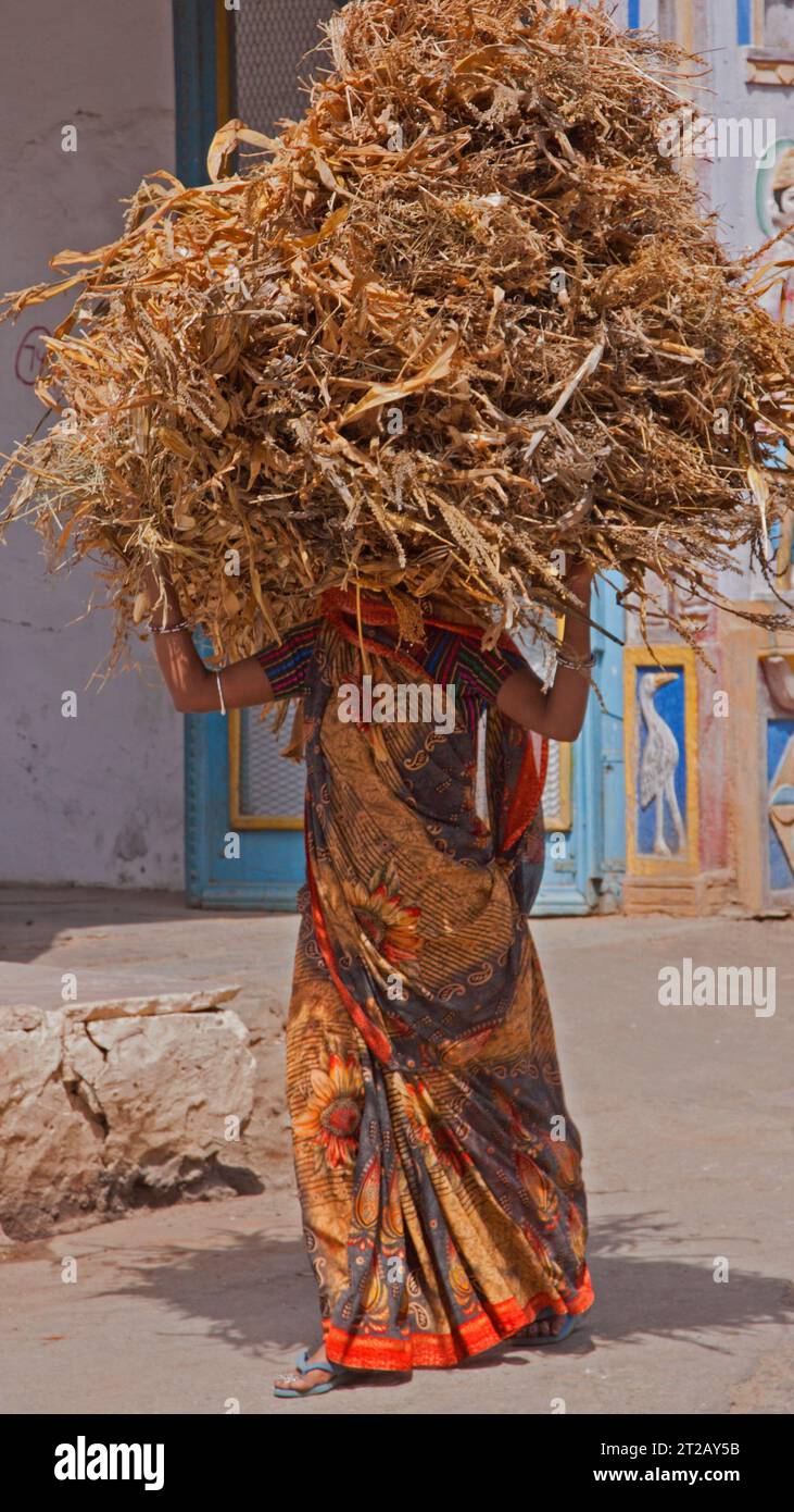 Une femme portant une charge de fourrage animale à Rajasthhan, en Inde. Divers objets sont traditionnellement portés de cette façon par les femmes locales Banque D'Images