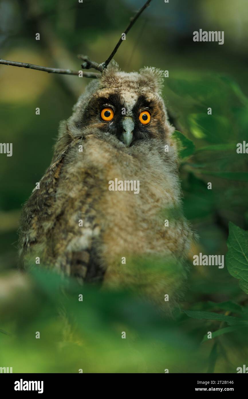 un bébé hibou assis sur une branche d'arbre un soir d'été Banque D'Images