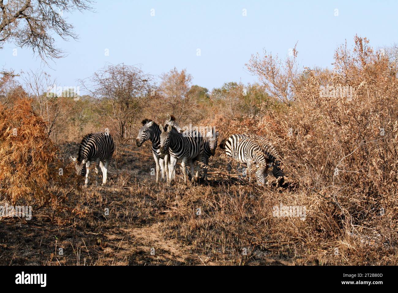 Groupe de zèbres broutant dans la zone brûlée dans le parc national Kruger Afrique du Sud (2023) Banque D'Images