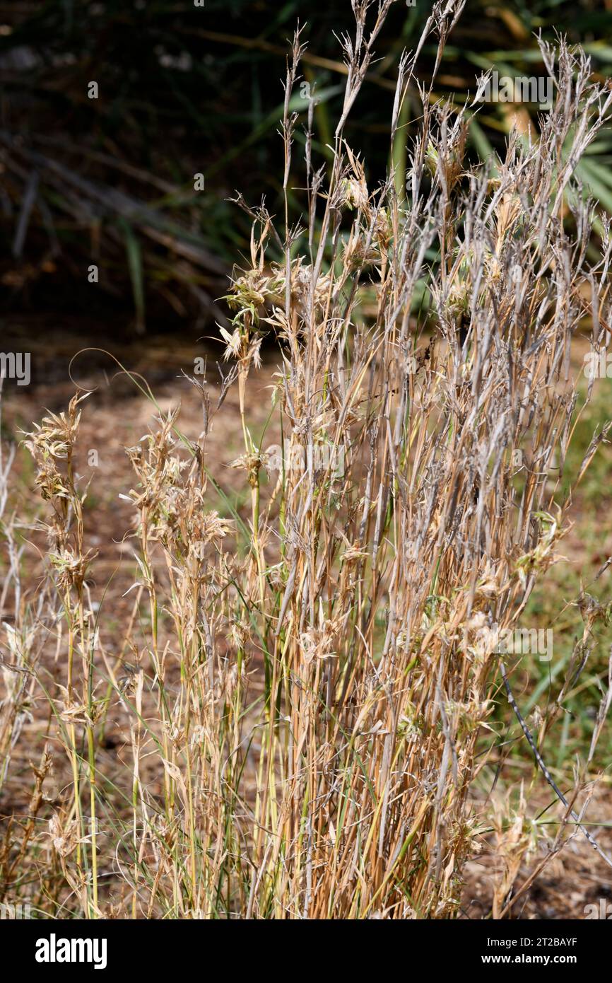 L'herbe de chameau ou l'herbe de géranium (Cymbopogon schoenanthus) est une herbe vivace originaire du sud de l'Asie et du nord de l'Afrique. Il est utilisé comme tisane ou i Banque D'Images