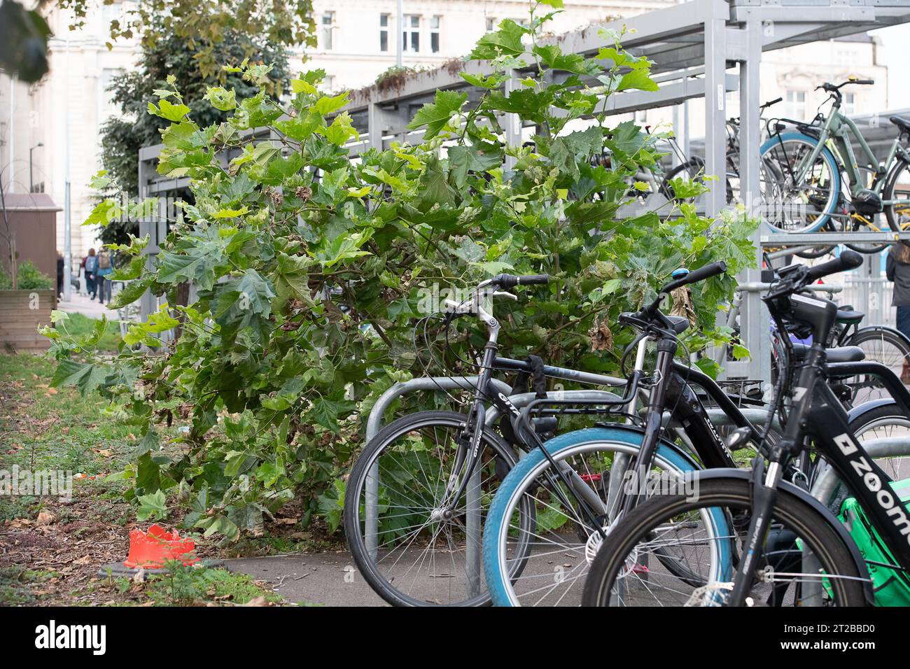 Euston, Londres, Royaume-Uni. 17 octobre 2023. L'un des platanes de Londres abattus par HS2 à l'extérieur d'Euston tire avec défi de nouvelles feuilles. t a été signalé que le chemin de fer HS2 phase 1 n'ira que jusqu'à Old Oak Common et non pas jusqu'à Euston comme prévu, à moins que des investisseurs privés tiers ne puissent lever des fonds suffisants pour le financer. Le Premier ministre Rishi Sunak a récemment annoncé l'annulation de la phase 2 du HS2 High Speed Rail Northern Leg de Birmingham à Manchester. Au lieu de cela, l'argent sera utilisé pour l'infrastructure ferroviaire si nécessaire dans le Nord et l'amélioration des routes dans toute l'Angleterre. Crédit : Maureen McLea Banque D'Images
