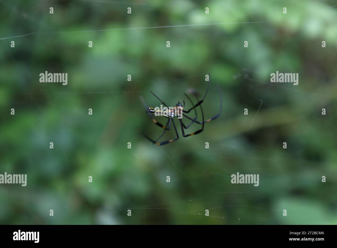 Vue latérale d'une femelle géante araignée tisserand orbe doré (Nephila Pilipes) marche par les plusieurs jambes en saisissant les lignes soyeuses sur le bord du s. Banque D'Images