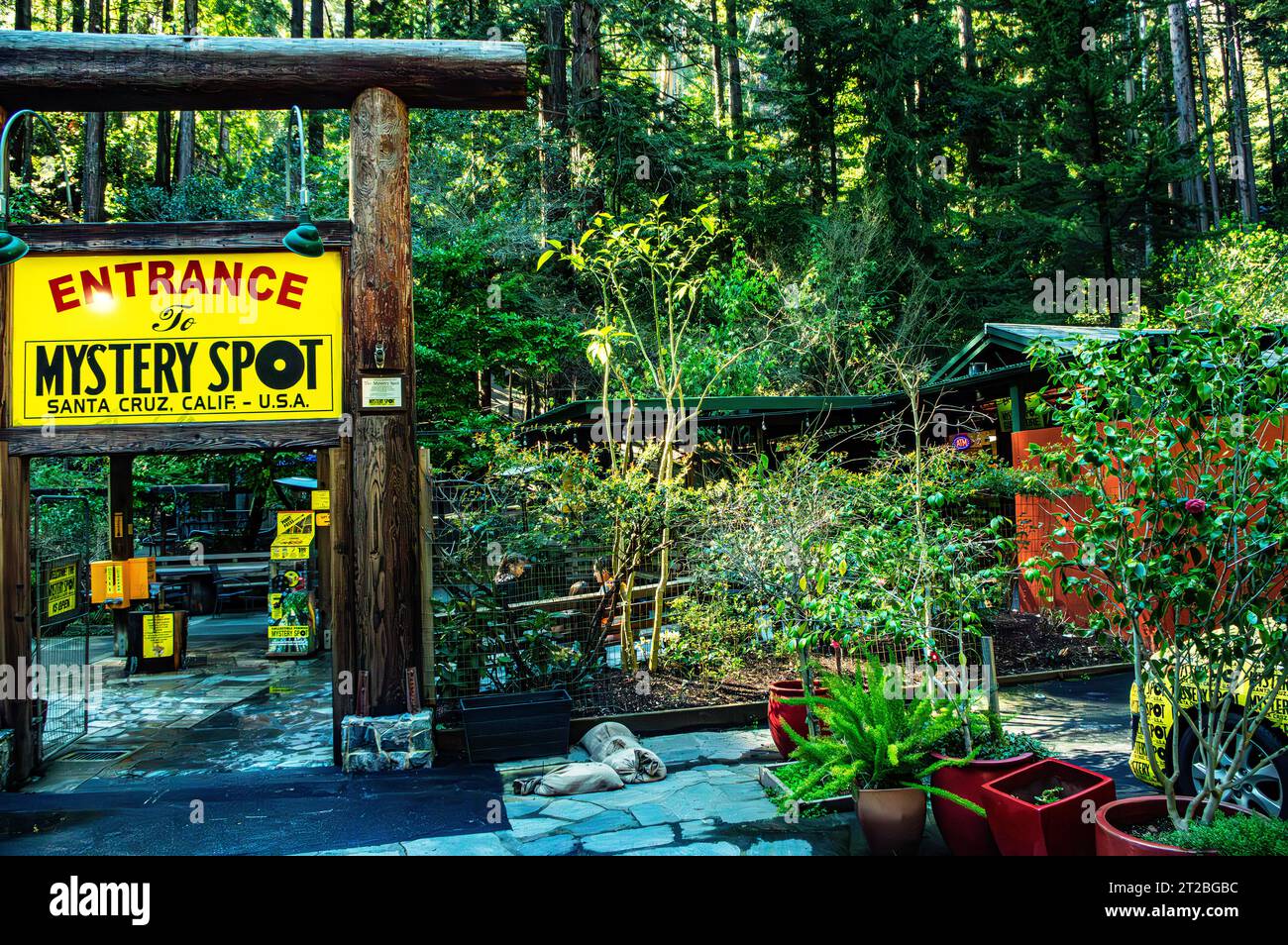 Mystery spot, Santa Cruz, Californie Banque D'Images