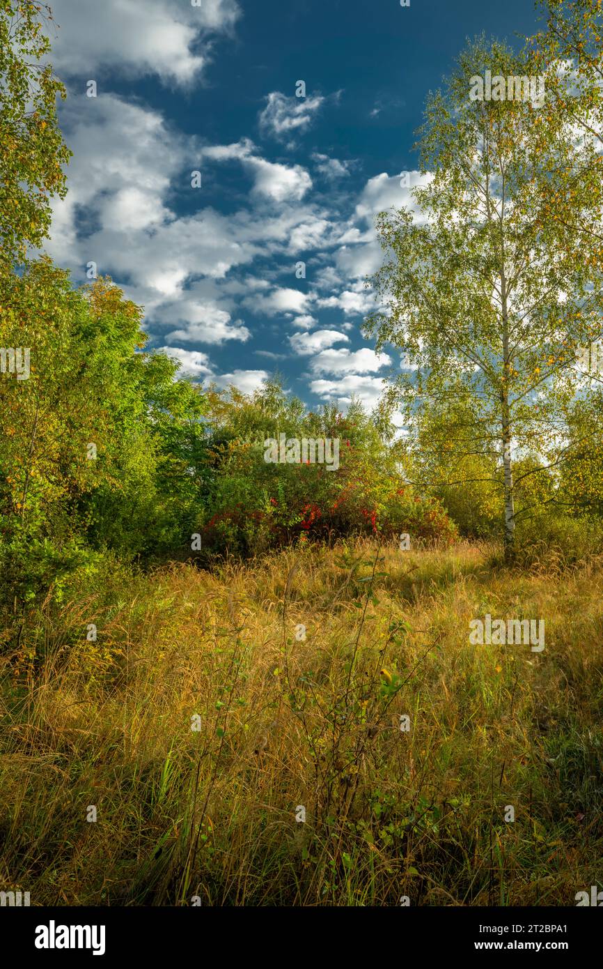 Vue près des étangs de Vrbenske avec des arbres d'automne de couleur et des prairies humides Banque D'Images
