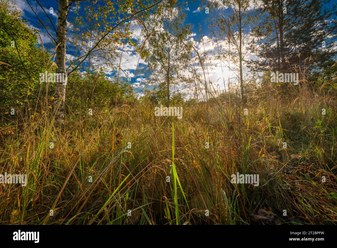 Vue près des étangs de Vrbenske avec des arbres d'automne de couleur et des prairies humides Banque D'Images