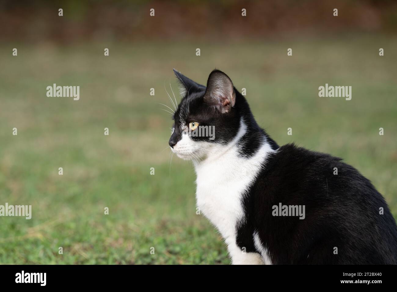 Portrait latéral de chat noir et blanc à l'extérieur dans l'herbe en été Banque D'Images