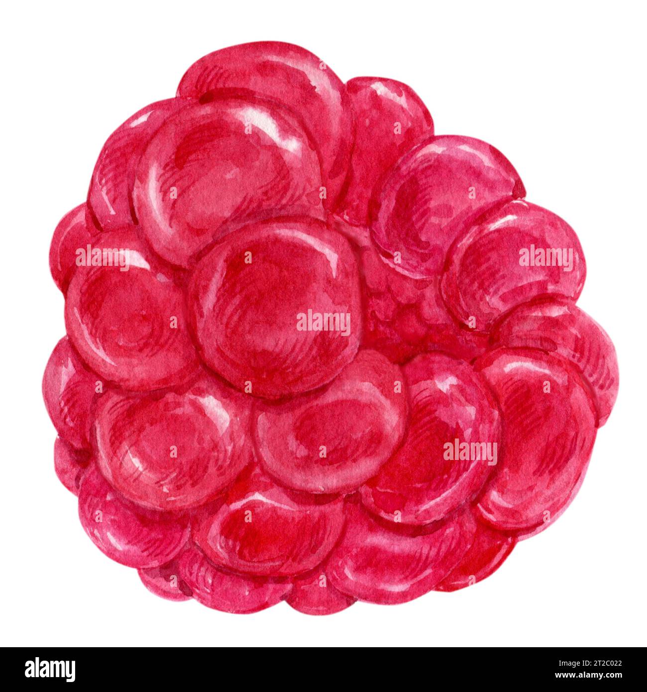 Framboises sur fond blanc, illustration aquarelle. Une baie rouge, produit biologique mûr. Plante saisonnière, source de vitamines, alimentation saine. Veg Banque D'Images