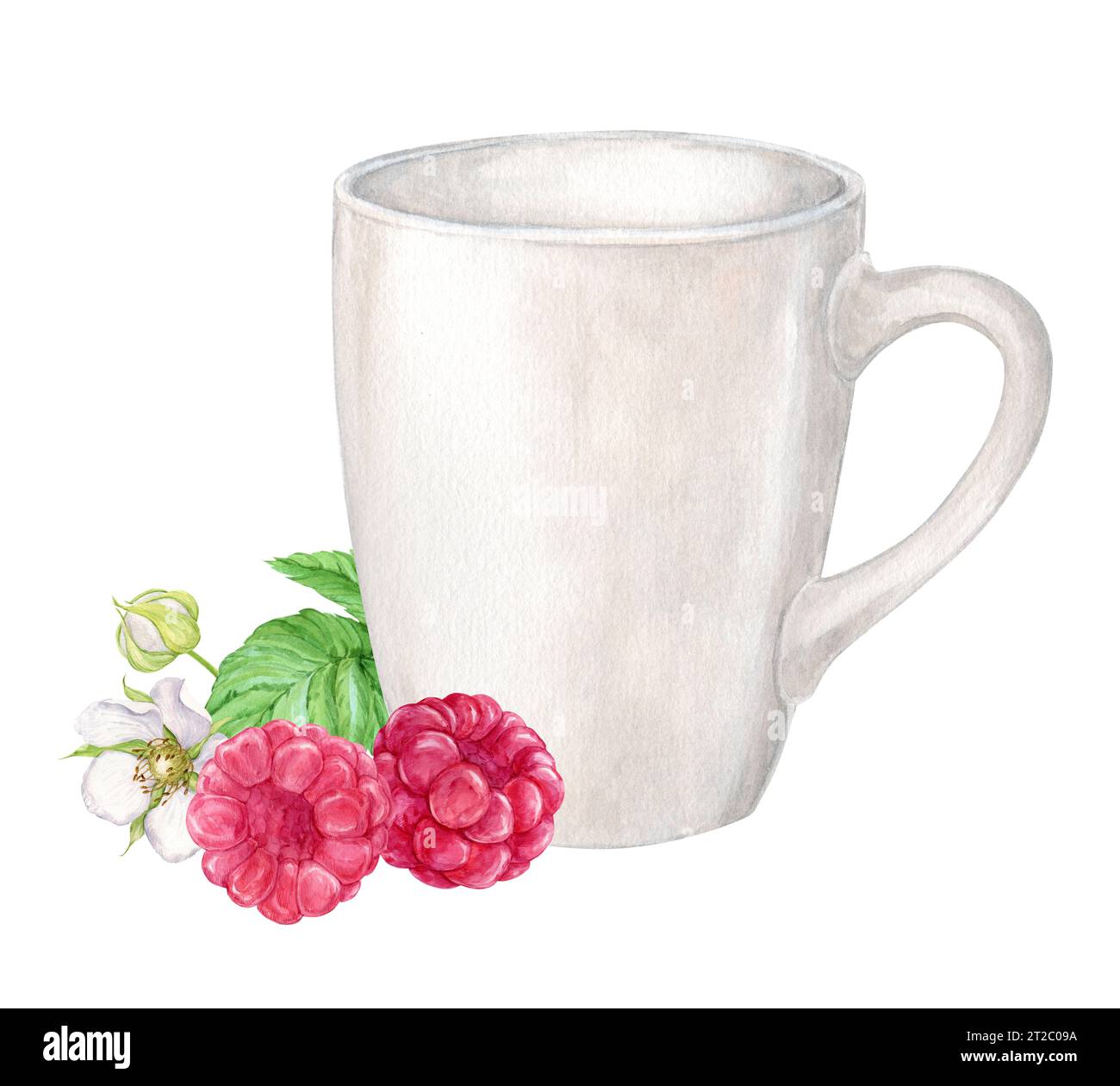 Framboise et tasse, aquarelle. Baies rouges mûres, tisane dans une tasse blanche. Récolte agricole, style rustique, illustration botanique. Clipart pour emballage de thé Banque D'Images