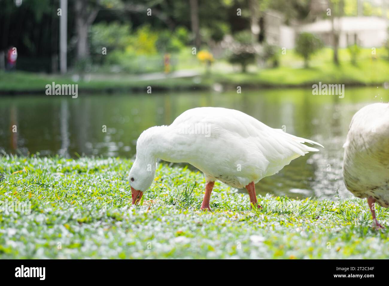 Anser ou oies blanches marchant sur l'herbe à côté d'un lac et piquant à l'herbe. Banque D'Images