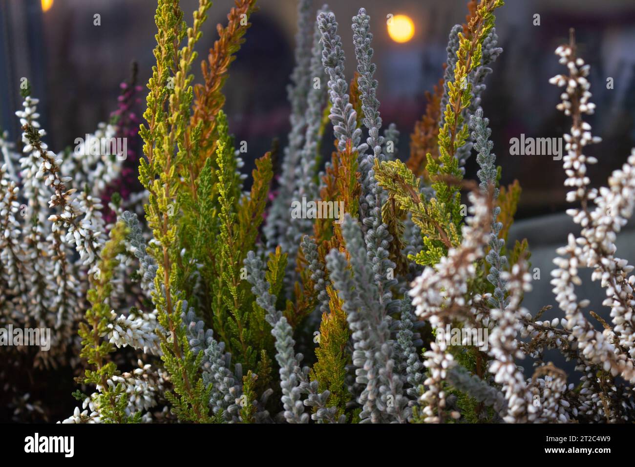 Plantes sans prétention pour l'aménagement paysager, la décoration intérieure, les jardins, les balcons. Inflorescences bruyères. Banque D'Images