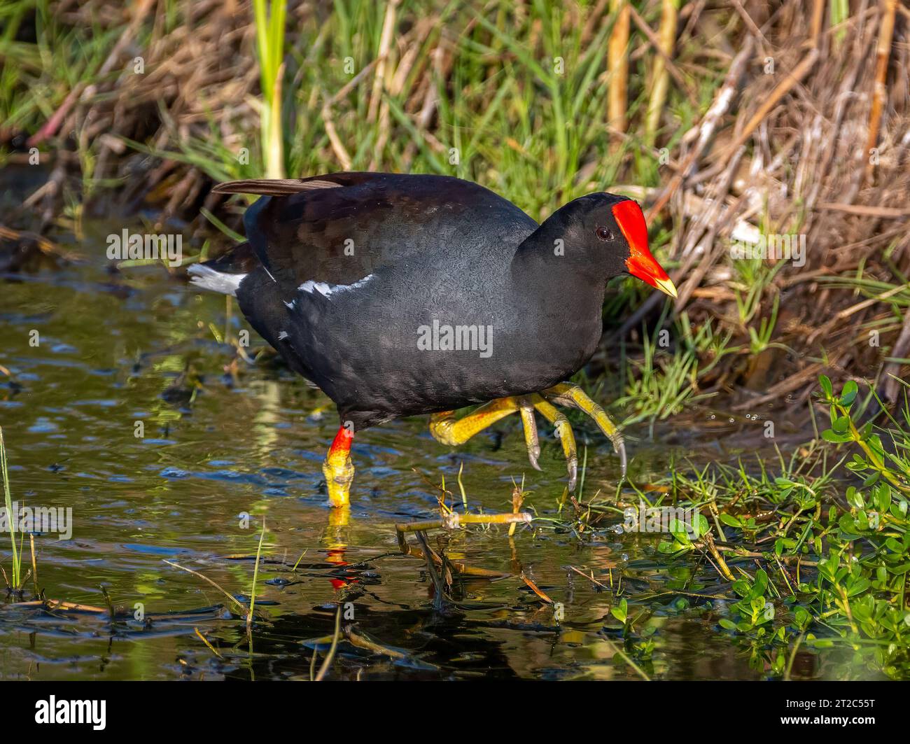 Une belle Gallnule commune pataugeant dans les eaux peu profondes d'une zone humide du sud du Texas alors qu'elle cultive le rivage pour se nourrir. Banque D'Images