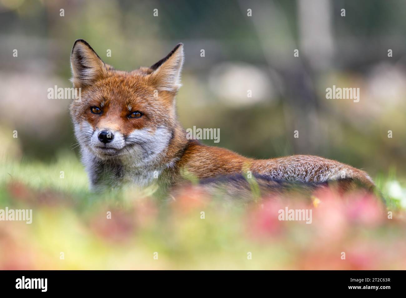 renard roux et nuances d'automne Banque D'Images