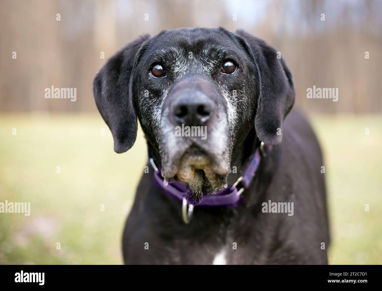 Un chien Retriever noir senior de race mixte avec une fourrure grise sur son visage Banque D'Images