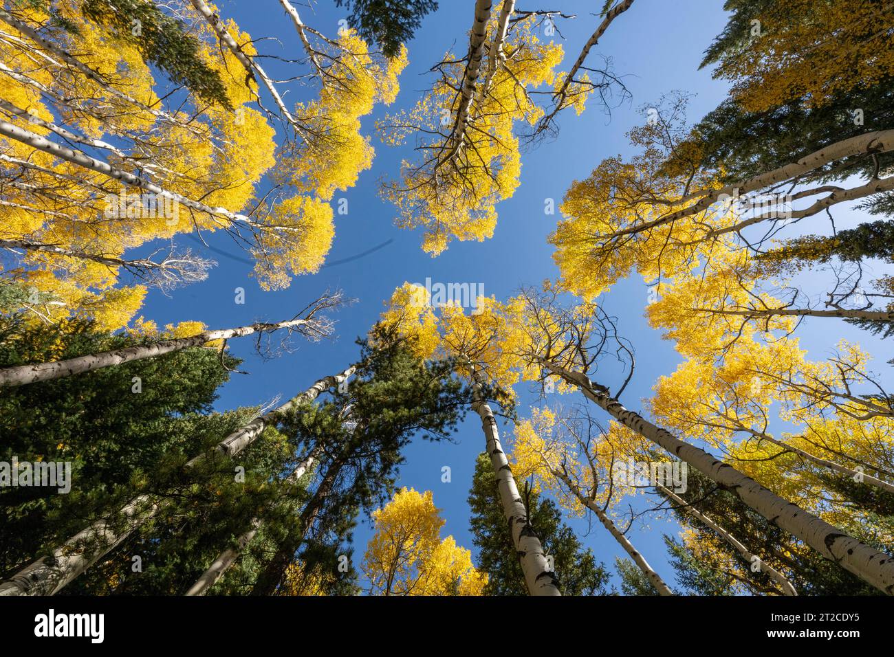 Regardant Yellow Aspens Banque D'Images