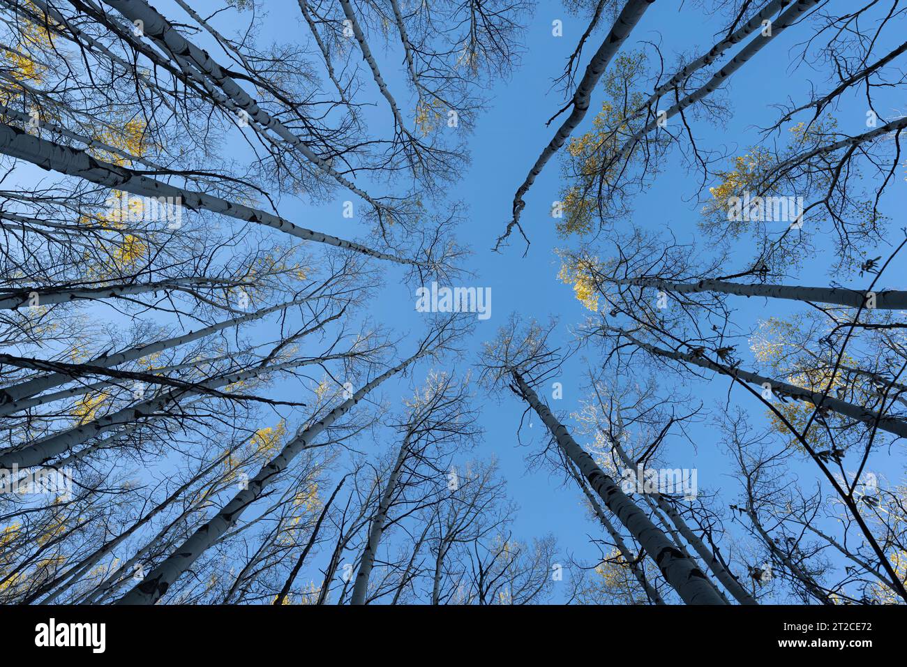Regardant Yellow Aspens Banque D'Images