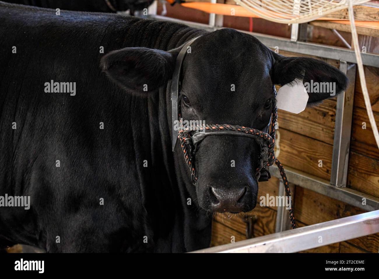 Angus montre la génisse de retour dans son étal après avoir participé à une exposition de bétail pour jeunes. Banque D'Images