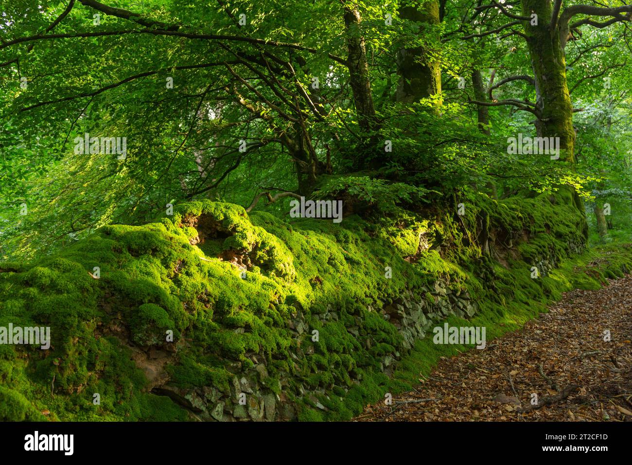 Vue de paysage du hêtre européen Fagus sylvatica conduit, Exmoor National Park, Somerset, Royaume-Uni, juillet Banque D'Images