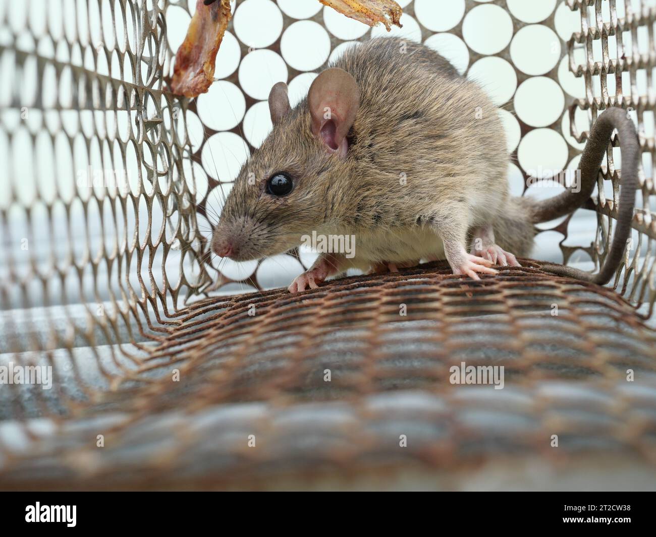 Rat en cage mousetrap sur fond blanc, souris trouvant un moyen de sortir d'être confiné, piégeage et enlèvement des rongeurs Banque D'Images