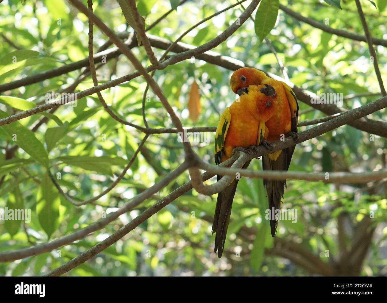 Une belle paire d'oiseau jaune conure de soleil perché sur une branche d'arbre, dans un grand jardin botanique à l'intérieur du parc d'oiseaux volières. Banque D'Images