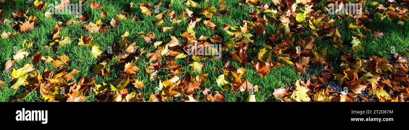 Signes d'automne, feuilles d'érable sèches sur une pelouse verdoyante mise en valeur par la lumière du soleil, comme un fond de nature Banque D'Images
