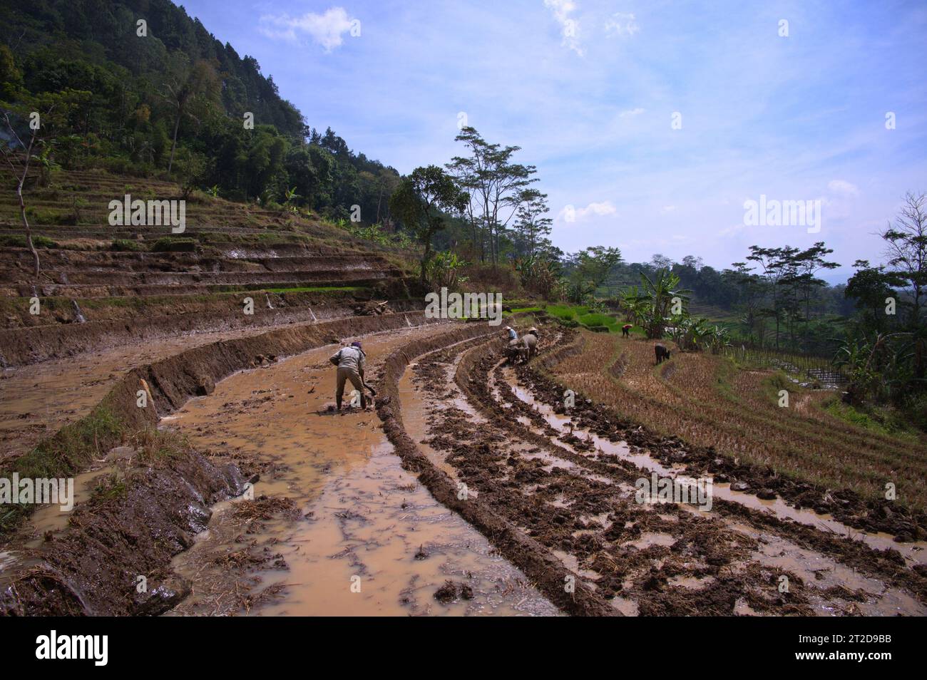 Les personnes travaillant dans les rizières en Indonésie utilisant des animaux de travail Banque D'Images