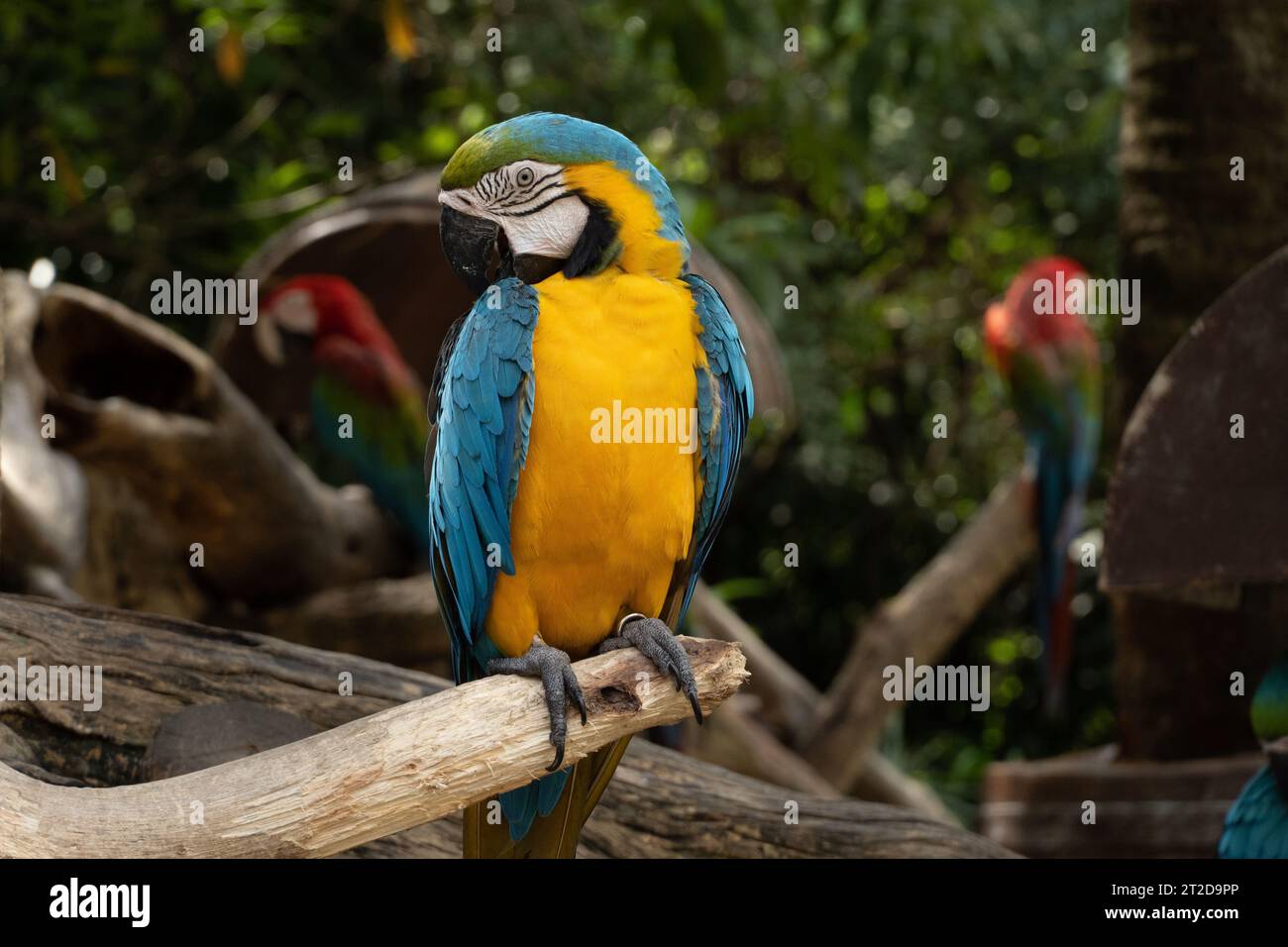 Un maca bleu-jaune perché sur une branche. Peut être visualisé de près Banque D'Images Un maca bleu-jaune perché sur une branche. Peut être visualisé de près Banque D'Images