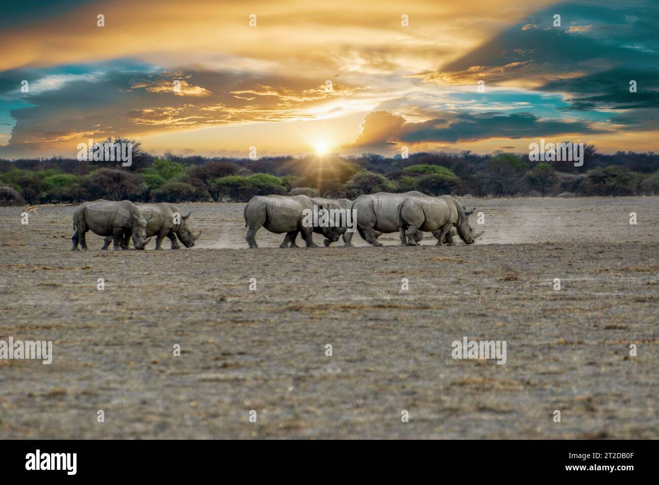 troupeau de rhinocéros dans la savane, marchant au coucher du soleil, acacia en arrière-plan Banque D'Images troupeau de rhinocéros dans la savane, marchant au coucher du soleil, acacia en arrière-plan Banque D'Images