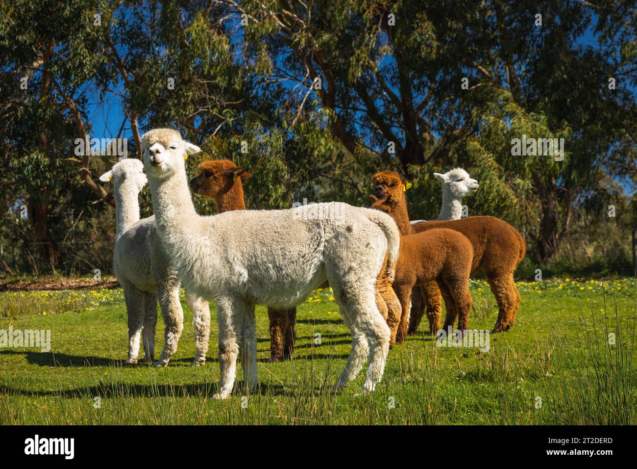 Les charmants et sympathiques Alpagas à Adélaïde, Australie du Sud. Les amoureux des animaux collectent également l'alpaga comme animal de compagnie. Banque D'Images