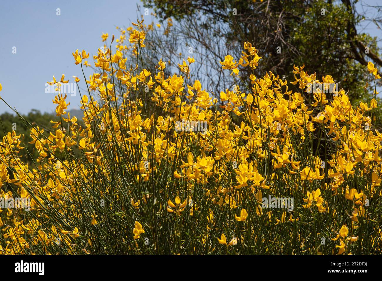 Spiny Broom- Spartium junceum, connu sous le nom de balai espagnol, balai de Rush ou balai de tisserand Banque D'Images
