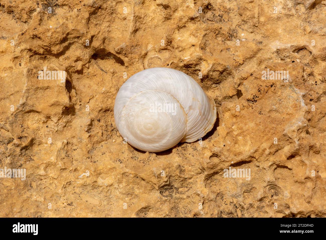 Escargot terrestre Levantina lithophaga Levantina lithophaga Banque D'Images