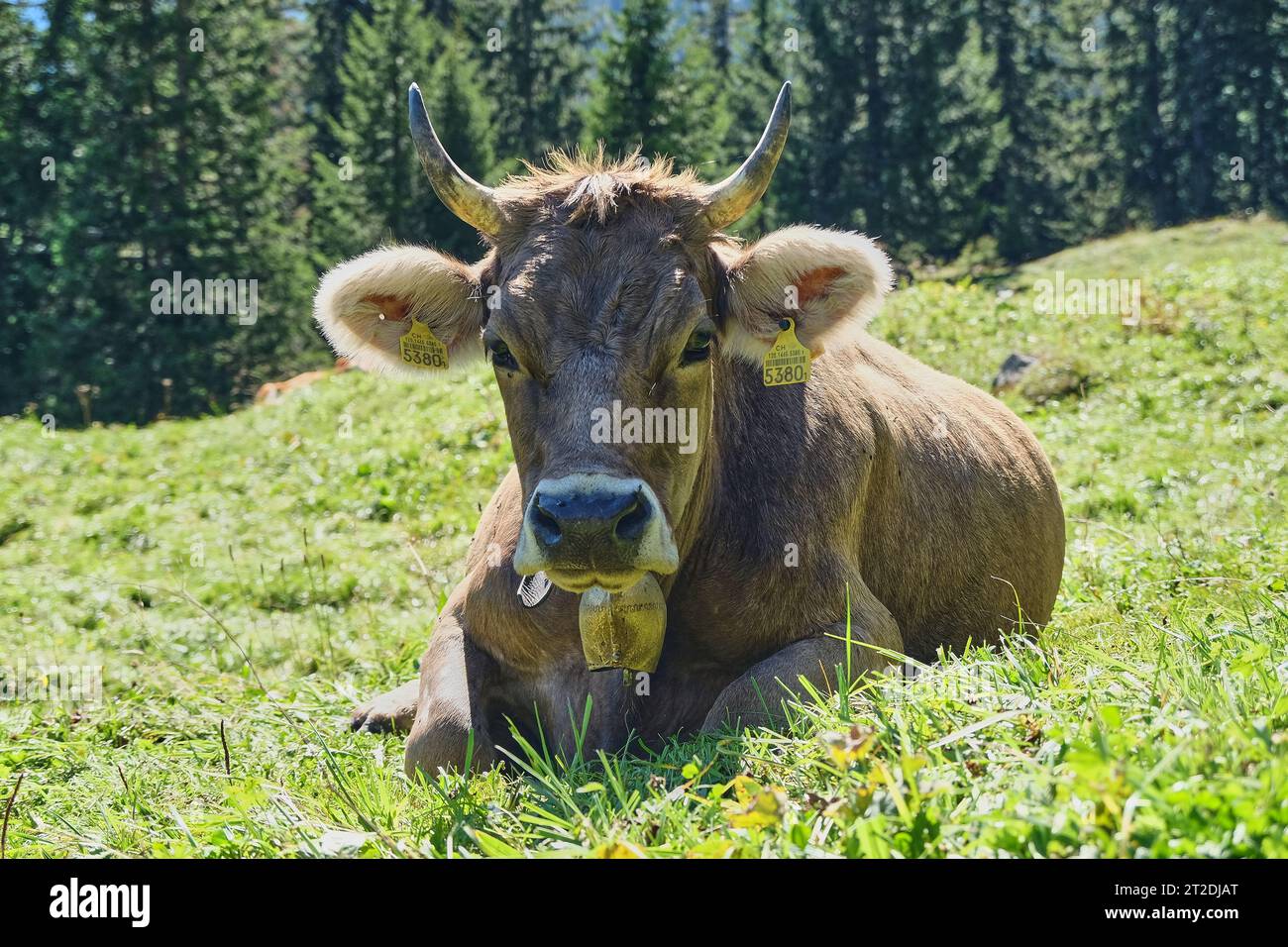 Vache brune couchée sur un alp à Berne, Suisse Banque D'Images